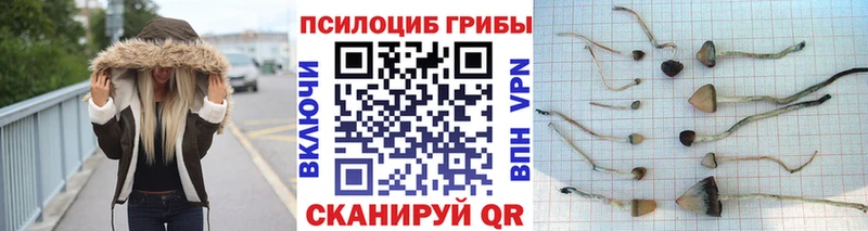 Псилоцибиновые грибы мицелий  гидра tor  Кувандык 
